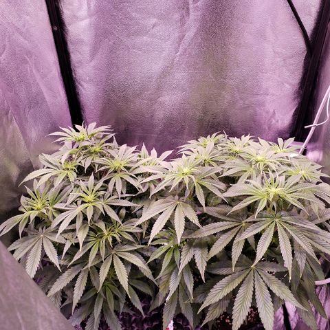 Tropicanna Poison Fast Version growlog timeline photo