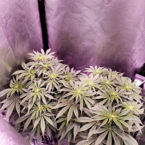 Tropicanna Poison Fast Version growlog timeline photo