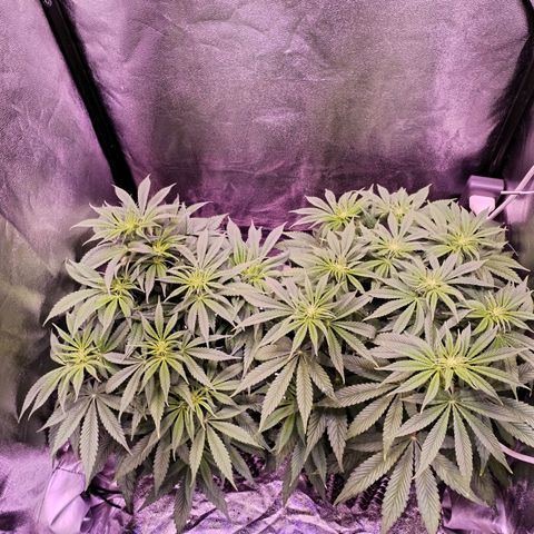 Tropicanna Poison Fast Version growlog timeline photo