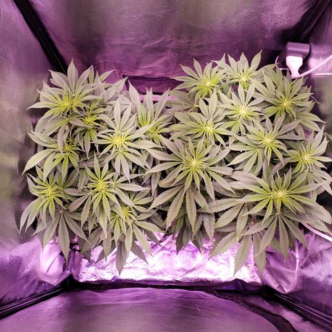 Tropicanna Poison Fast Version growlog timeline photo