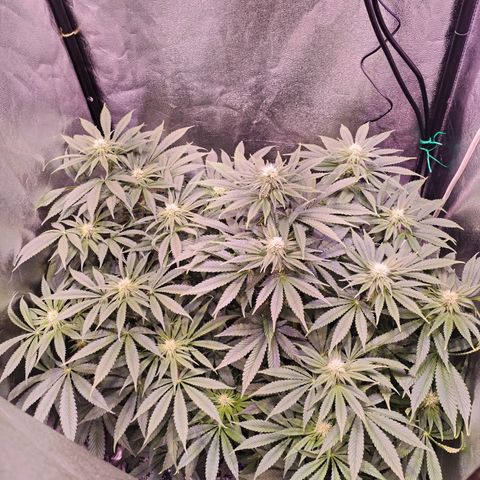Tropicanna Poison Fast Version growlog timeline photo
