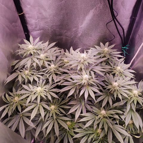 Tropicanna Poison Fast Version growlog timeline photo