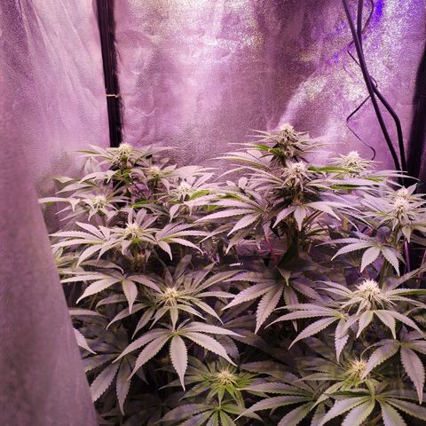 Tropicanna Poison Fast Version growlog timeline photo