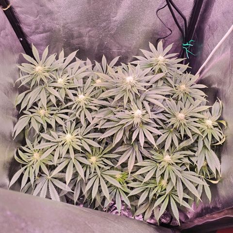 Tropicanna Poison Fast Version growlog timeline photo