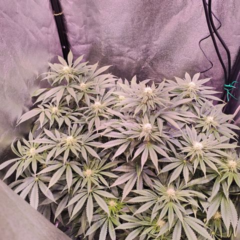 Tropicanna Poison Fast Version growlog timeline photo