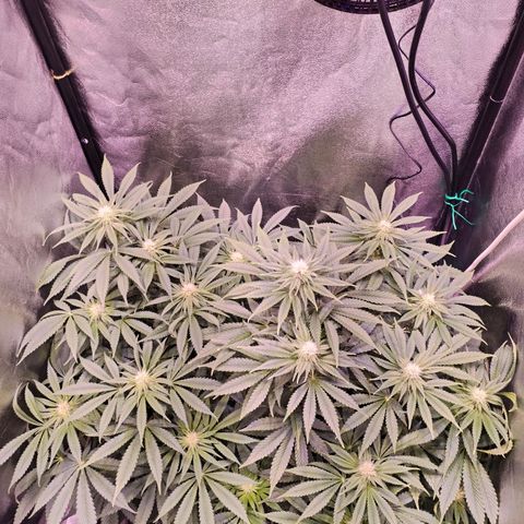Tropicanna Poison Fast Version growlog timeline photo