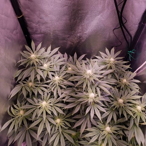 Tropicanna Poison Fast Version growlog timeline photo