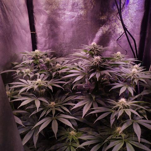 Tropicanna Poison Fast Version growlog timeline photo