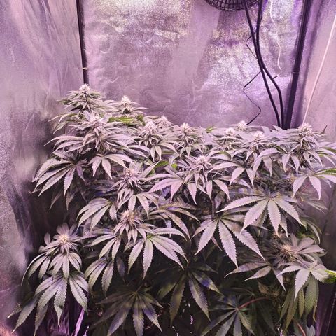 Tropicanna Poison Fast Version growlog timeline photo