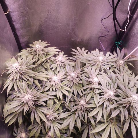 Tropicanna Poison Fast Version growlog timeline photo
