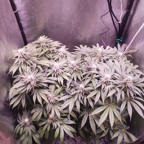 Tropicanna Poison Fast Version growlog timeline photo