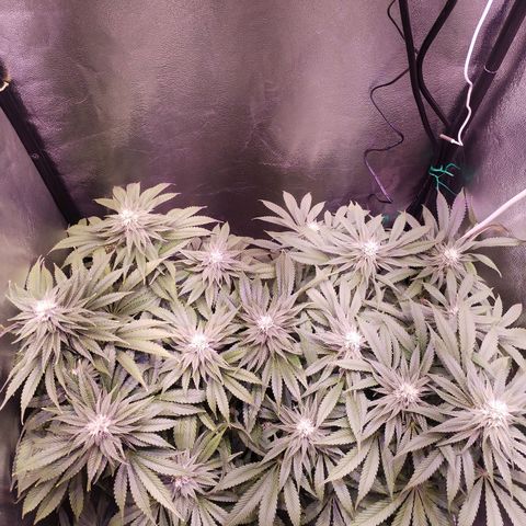 Tropicanna Poison Fast Version growlog timeline photo