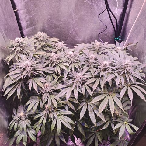 Tropicanna Poison Fast Version growlog timeline photo