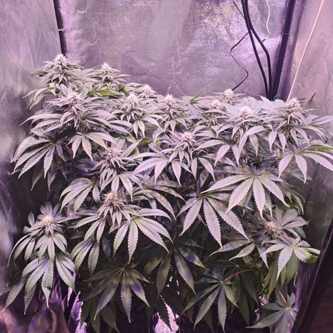 Tropicanna Poison Fast Version growlog timeline photo