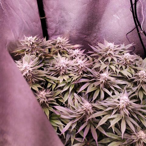 Tropicanna Poison Fast Version growlog timeline photo