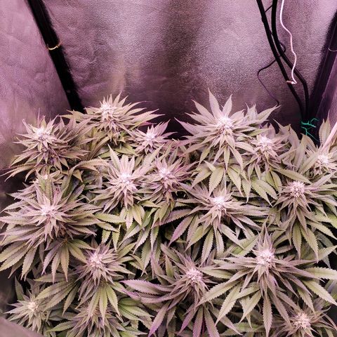 Tropicanna Poison Fast Version growlog timeline photo