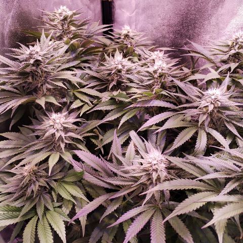 Tropicanna Poison Fast Version growlog timeline photo