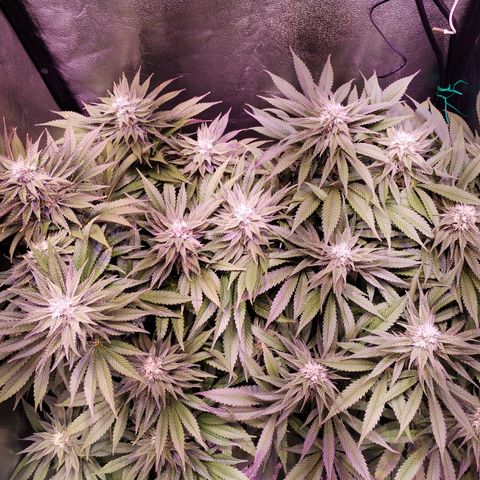 Tropicanna Poison Fast Version growlog timeline photo