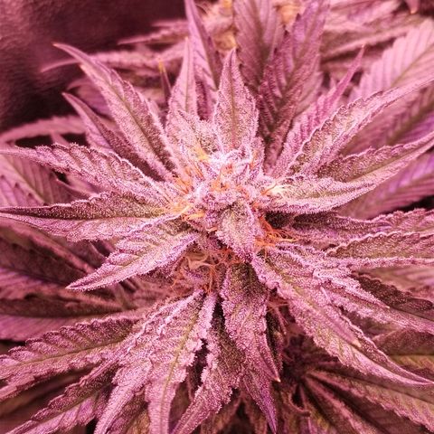 Tropicanna Poison Fast Version growlog timeline photo
