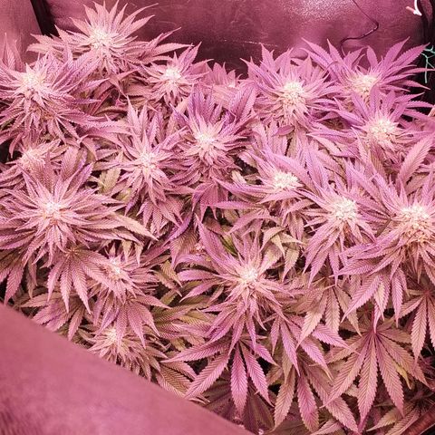 Tropicanna Poison Fast Version growlog timeline photo