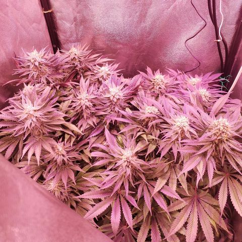 Tropicanna Poison Fast Version growlog timeline photo