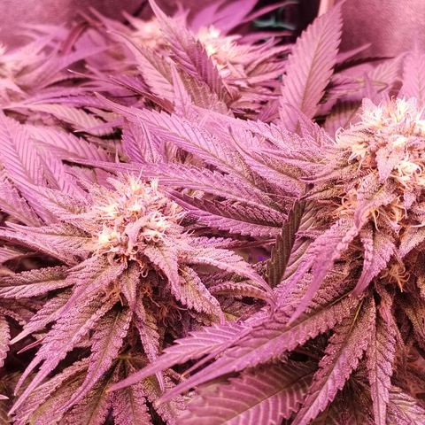 Tropicanna Poison Fast Version growlog timeline photo