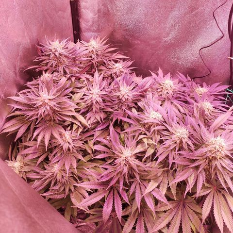Tropicanna Poison Fast Version growlog timeline photo