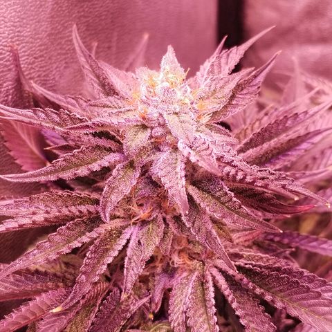 Tropicanna Poison Fast Version growlog timeline photo