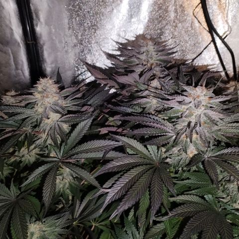 Tropicanna Poison Fast Version growlog timeline photo