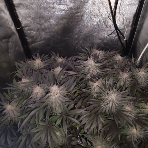 Tropicanna Poison Fast Version growlog timeline photo