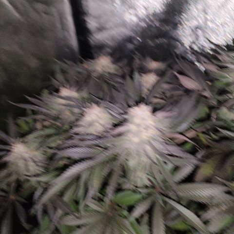 Tropicanna Poison Fast Version growlog timeline photo