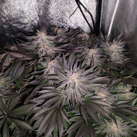 Tropicanna Poison Fast Version growlog timeline photo