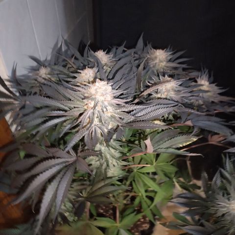 Tropicanna Poison Fast Version growlog timeline photo