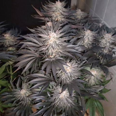 Tropicanna Poison Fast Version growlog timeline photo