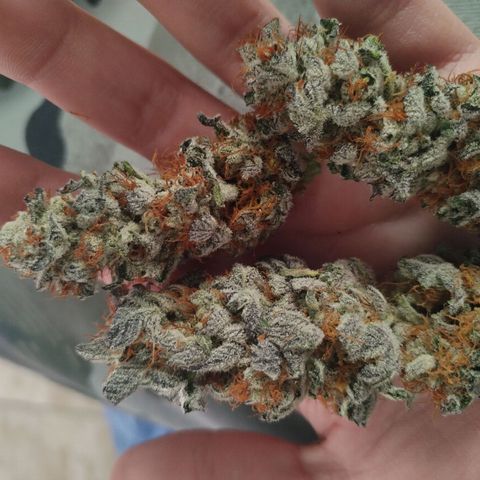 Tropicanna Poison Fast Version growlog timeline photo