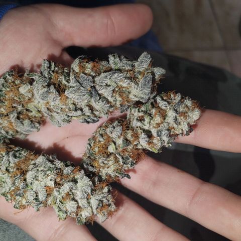 Tropicanna Poison Fast Version growlog timeline photo