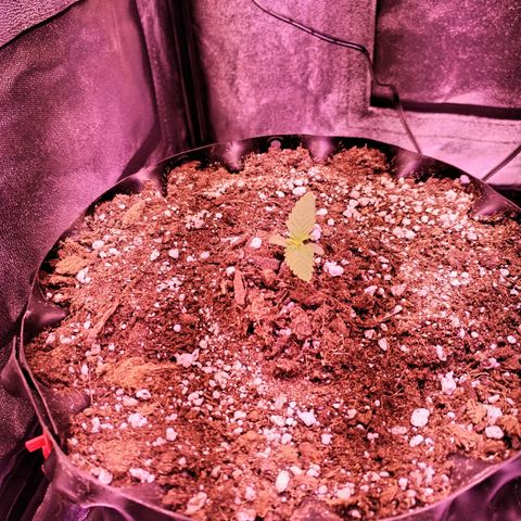 Tropicana poison F1 growlog timeline photo
