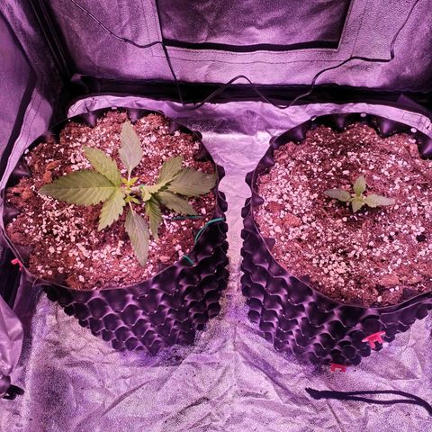 Tropicana poison F1 growlog timeline photo