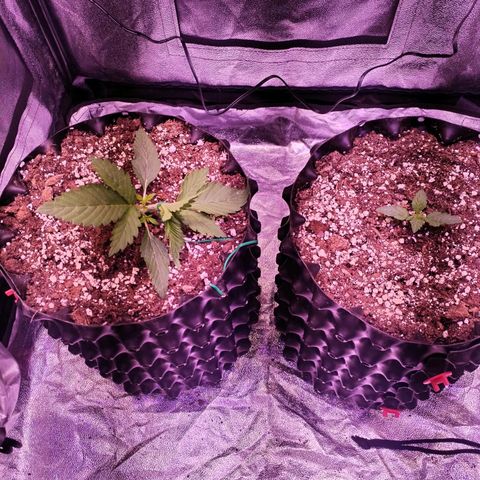 Tropicana poison F1 growlog timeline photo