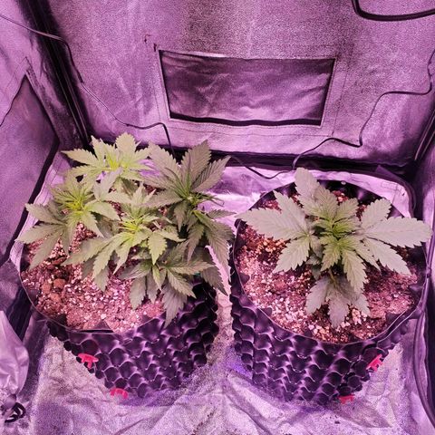 Tropicana poison F1 growlog timeline photo