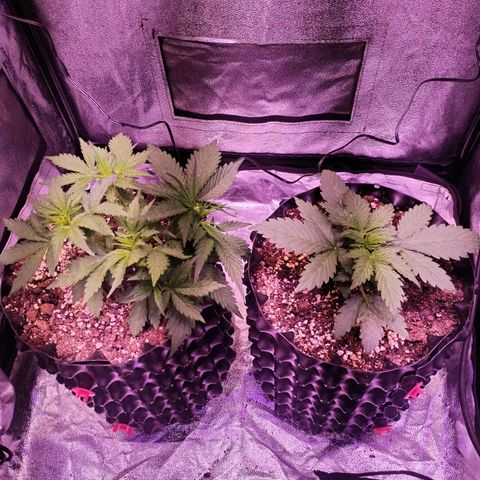 Tropicana poison F1 growlog timeline photo