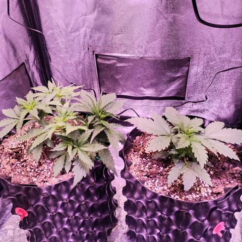 Tropicana poison F1 growlog timeline photo