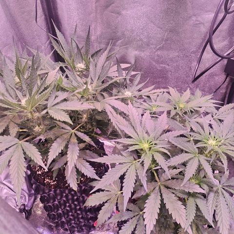 Tropicana poison F1 growlog timeline photo