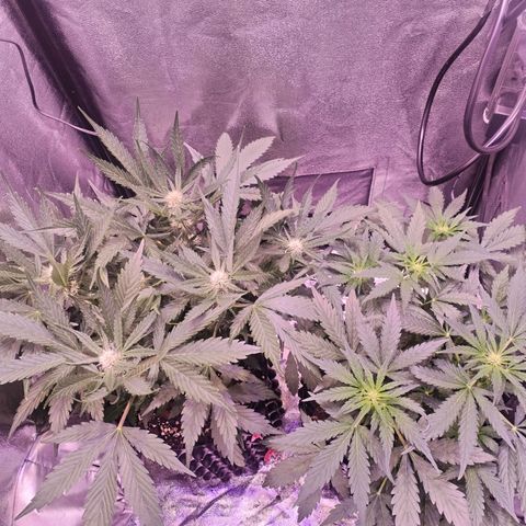 Tropicana poison F1 growlog timeline photo