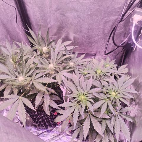 Tropicana poison F1 growlog timeline photo