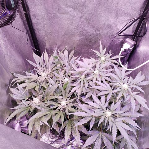 Tropicana poison F1 growlog timeline photo