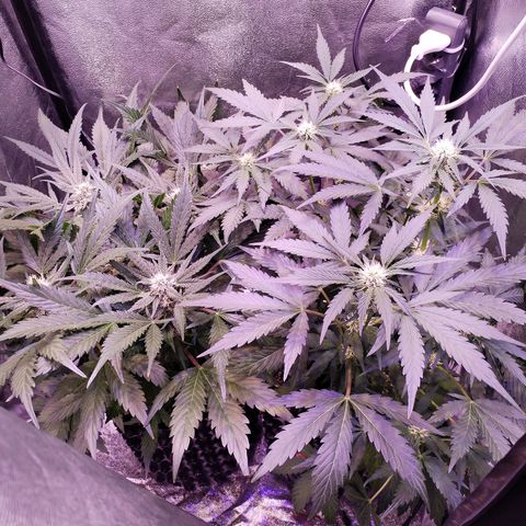 Tropicana poison F1 growlog timeline photo