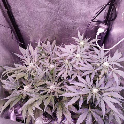 Tropicana poison F1 growlog timeline photo