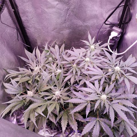 Tropicana poison F1 growlog timeline photo