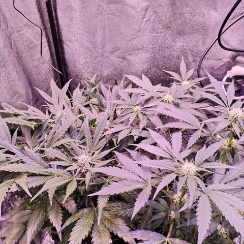 Tropicana poison F1 growlog timeline photo